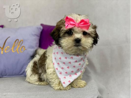 shih tzu κουτάβια